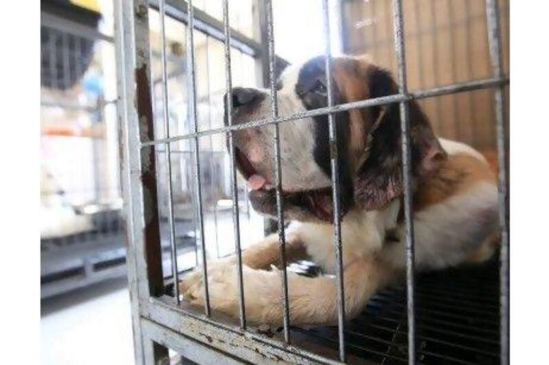 A reader applauds a crackdown on the mistreatment of caged animals in pet stores. Ravindranath K / The National