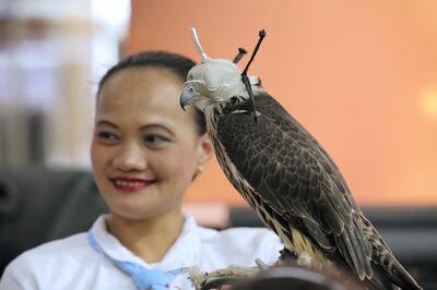 Falcon show at Arabian Center for National Day