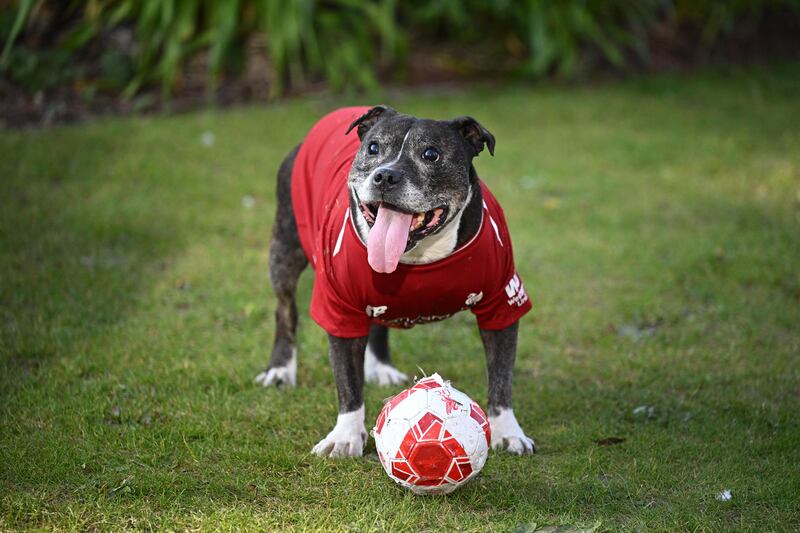 A Liverpool fan's dog wears the team jersey as he plays with a ball before the start of the UEFA Champions League match between Liverpool and Villarreal. AFP