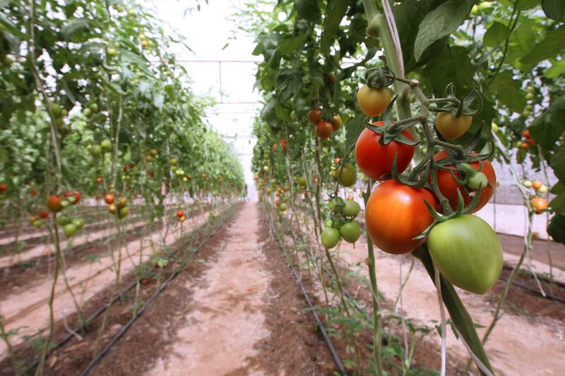 The three farms under the Zaarie programme have been supplying organically grown tomatoes to Dubai-based Union Co-op outlets. Pawan Singh / The National