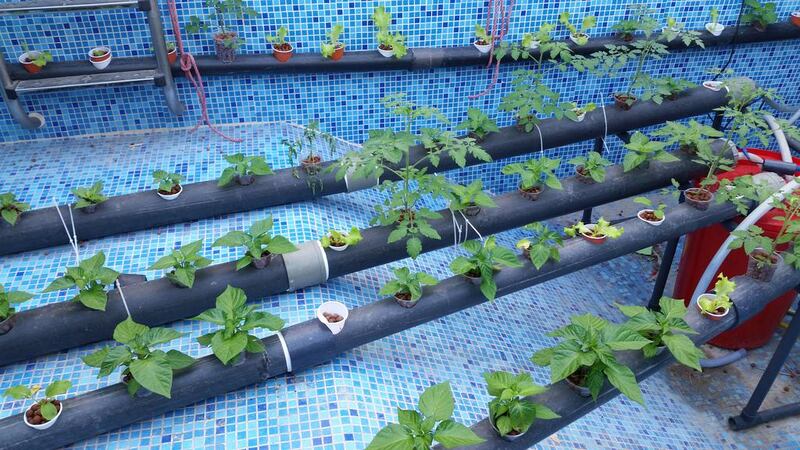 The hydroponics system in the empty swimming pool at the Hartanto family’s villa in Khalifa City, Abu Dhabi. The whole family has been involved, including their three young children. Courtesy Nifti and Rudi Hartanto