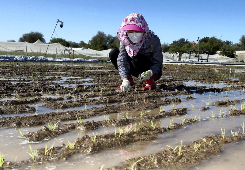 Sharjah, United Arab Emirates - Reporter: Sarwat Nasir. News. Food. People transplant rice plants at a rice farm, as part of research by the ministry to enhance UAEÕs food security. Sharjah. Monday, January 11th, 2021. Chris Whiteoak / The National
