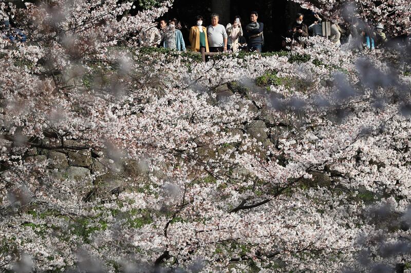 People view cherry blossom trees at the Chidorigafuchi Moat in Tokyo, Japan. Getty Images