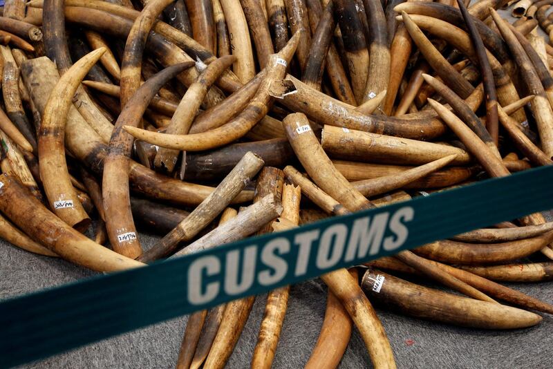 FILE PHOTO: Ivory tusks seized by Hong Kong Customs are displayed at a news conference in Hong Kong, China July 6, 2017.   REUTERS/Bobby Yip/File Photo