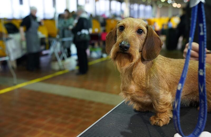 A Dachshund waits in the benching area during the Daytime Session in the Breed Judging across the Hound, Toy, Non-Sporting and Herding groups. Photo: AFP