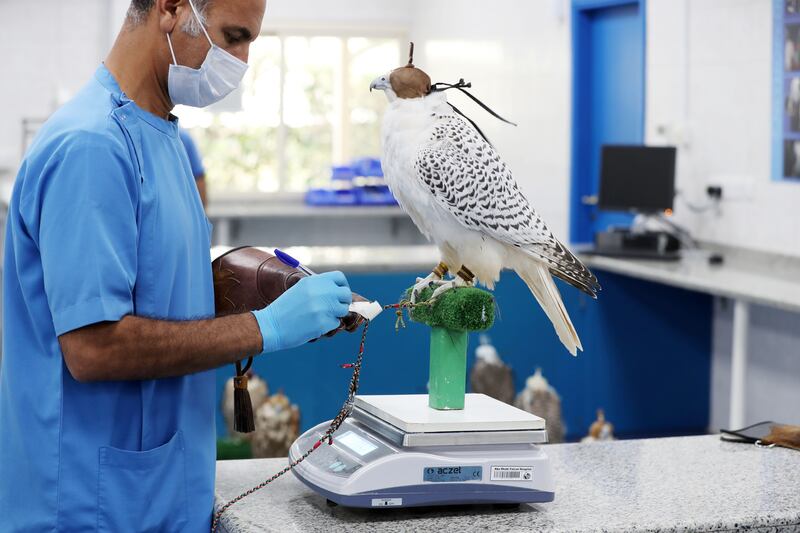 The Peregrine falcon survived a two-and-a-half-hour operation and another seven surgeries over three months 