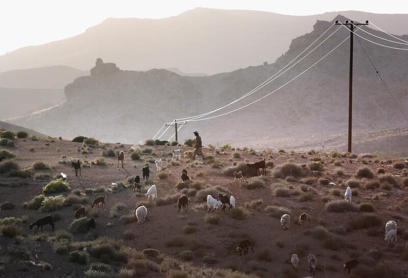 Goats seek out grazing material at sunset near the village of Nasrabad.