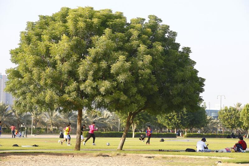 Trees in Helio Park in Ajman. Jeffrey E Biteng / The National