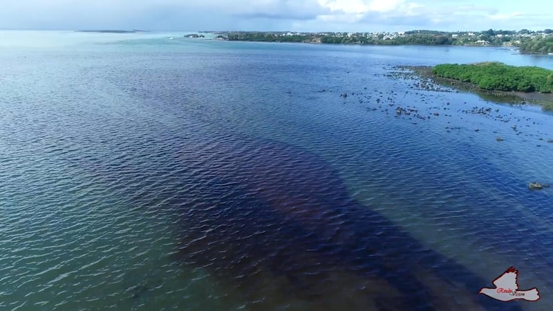 Some of the oil was trapped in mangroves or embedded in the sea bed.