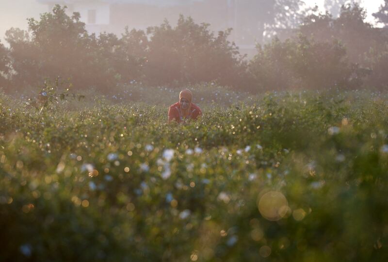 The village is on the Nile Delta and lies at the heart of the jasmine industry in the country. Egypt and India are the world's top two producers of jasmine.