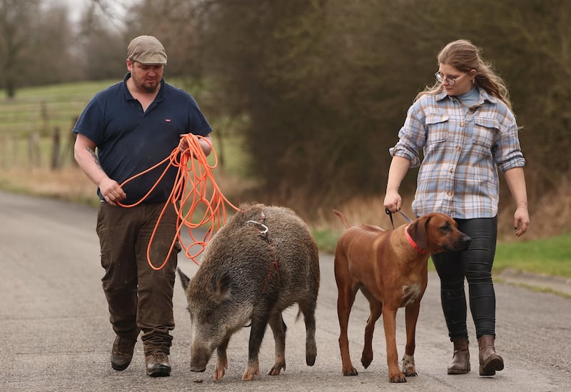 A couple walk their dog, Talia, alongside Oscar, an 80kg wild boar that lives with them at their home, after the animal was rescued during a hunting trip in Laneuville, Belgium. Reuters