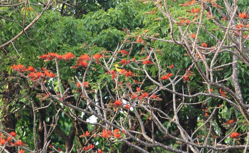 A golden oriole bird in a blooming flame-of-the-forest tree at Sai Sanctuary. Courtesy Sai Sanctuary
