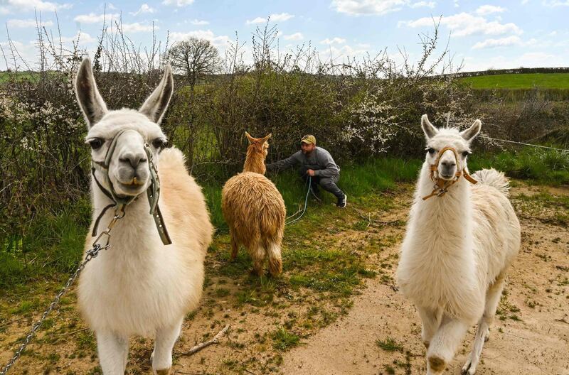 Louis Bornot, owner of the "Cirque Circus", tends to llamas at the location where his travelling circus caravan is parked during a strict lockdown in Perrecy-les-Forges, central France.  AFP