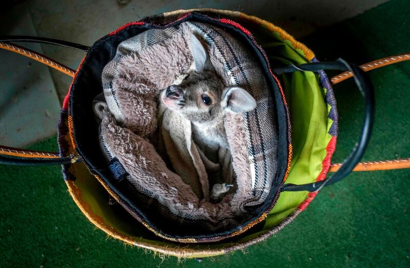 Diego, a six-month old kangaroo who prematurely left his mother, sits in a wool bag at the Australian Park in the French southern city of Carcassonne.  AFP