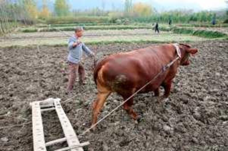 A Chinese farmer ploughs his field in Xian, northern China's Shaanxi province on November 6, 2008.  China faces a "major challenge" maintaining the safety of its farm produce despite the recent campaigns to manage some 220 million farming families, as part of the government's plans to raise agricultural product quality to international standards within three to five years.         CHINA OUT GETTY OUT     AFP PHOTO