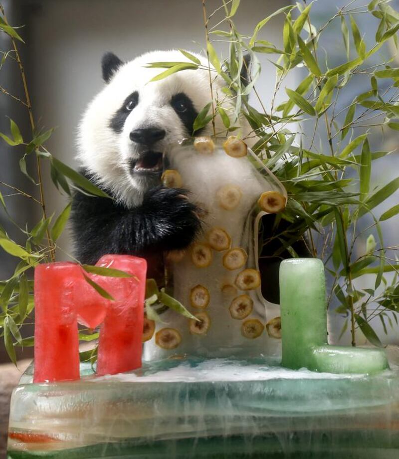 Giant panda cub Mei Huan celebrates her first birthday with a specially prepared ice cake at Zoo Atlanta in Atlanta, Georgia, on July 15, 2014. Along with her twin sister Mei Lun, the pair, who were born to mother Lun Lun and father Yang Yang on July 15, 2013, were treated to bamboo, bananas and vanilla flavouring in the ice cakes. Erik S Lesser / EPA