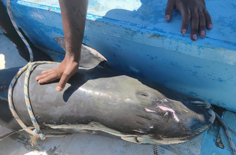 A dead dolphin is seen on a boat as it is brought to the marine fish farm of Mahebourg, Mauritius August 28, 2020. REUTERS/Reuben Pillay NO RESALES. NO ARCHIVES