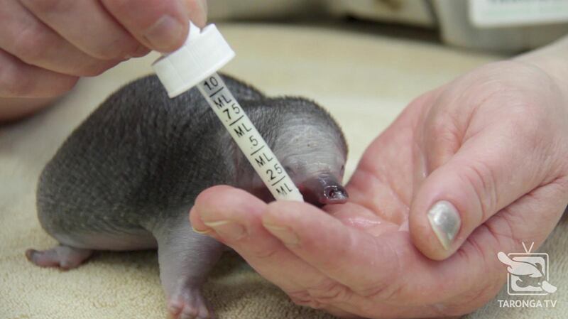 A rescued short-beaked echidna puggle suckles milk from a person's hand at Taronga Wildlife Hospital in Sydney, Australia.  Reuters