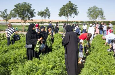 Al Ain, United Arab Emirates- Visitors getting a hands on experience of a farm life by harvesting veggies at the Emirates Bio Farm.  Leslie Pableo for The National