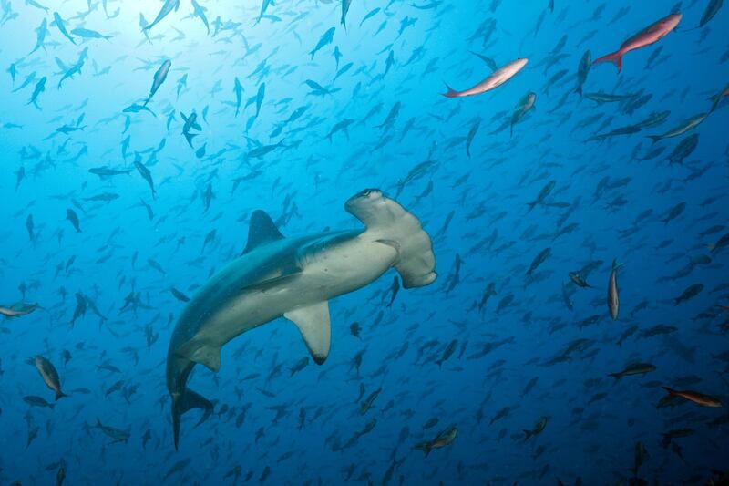 Scalloped Hammerhead Shark, Sphyrna lewini, Arch, Galapagos, Darwin Island, Ecuador. (Photo by Prisma Bildagentur/UIG via Getty Images)