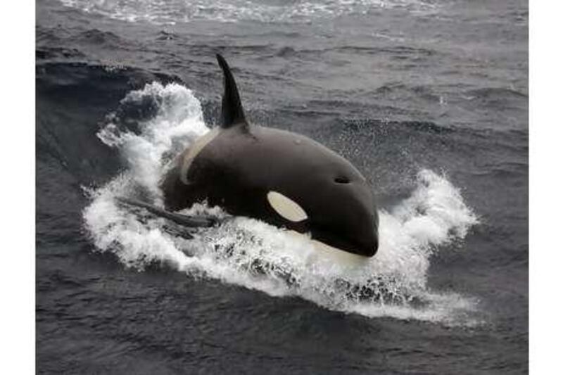 A killer whale swims in the Indian Ocean.
