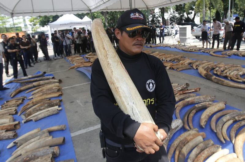 There were 511 elephant tusks worth $6 million (Dh22m), bound for Laos. Sakchai Lalit/ AP Photo