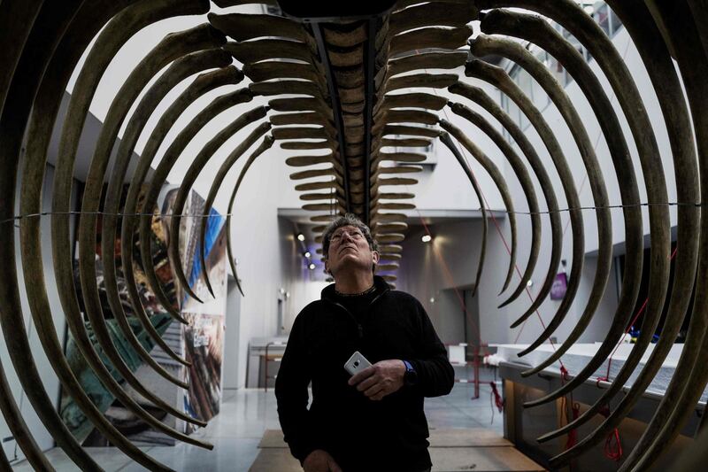 A Confluences Museum employee checks the last details on the restored skeleton of a whale in Lyon. AFP