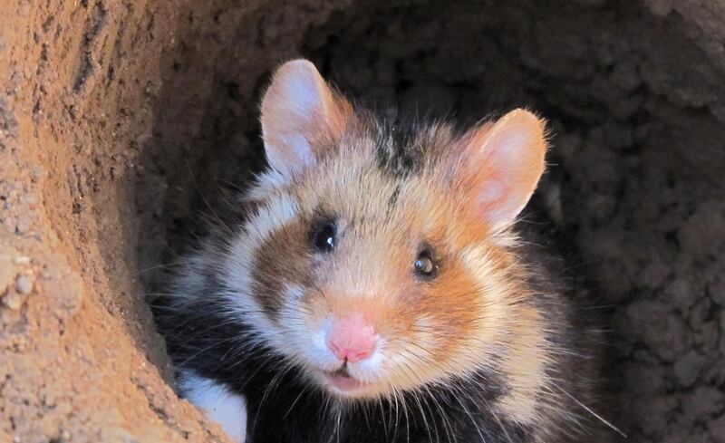 A European Hamster, a species now listed as Critically Endangered on the IUCN Red List,  looks out of a hole. IUCN via AP