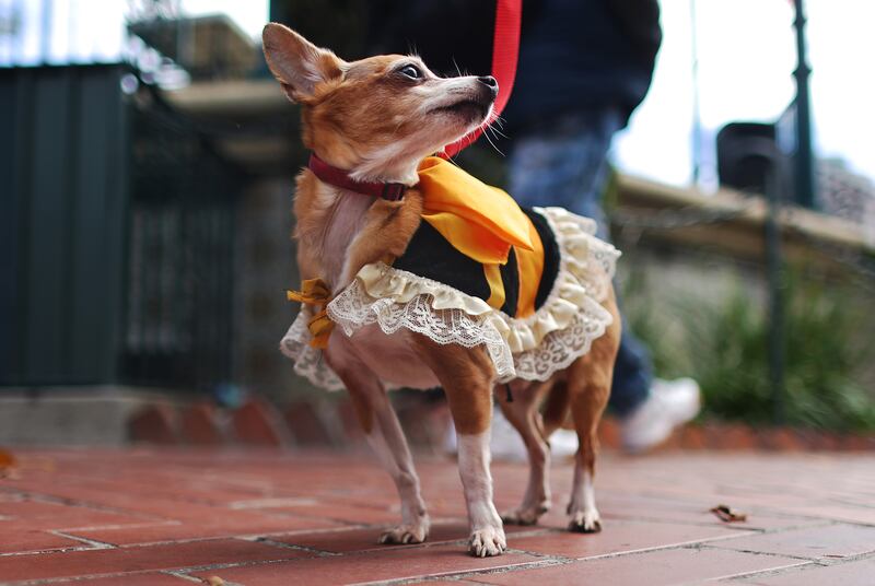 Rico waits for his blessing. Getty Images / AFP
