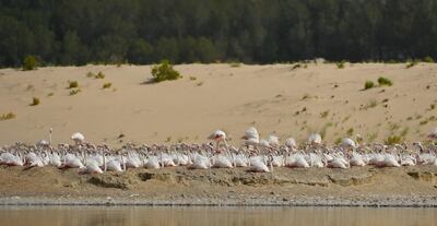 Joy as Greater Flamingos continue to breed at Al Wathba Wetland Reserve