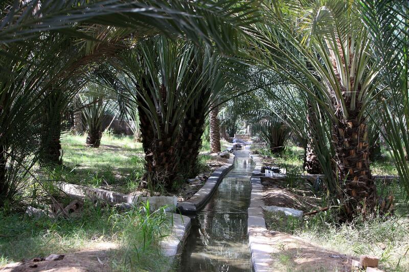 AL AIN , UNITED ARAB EMIRATES Ð Mar 12 , 2015 : View of the Al Ain Oasis in Al Mutawaa area in Al Ain. ( Pawan Singh / The National ) For Stock *** Local Caption ***  PS1203- OASIS18.jpg