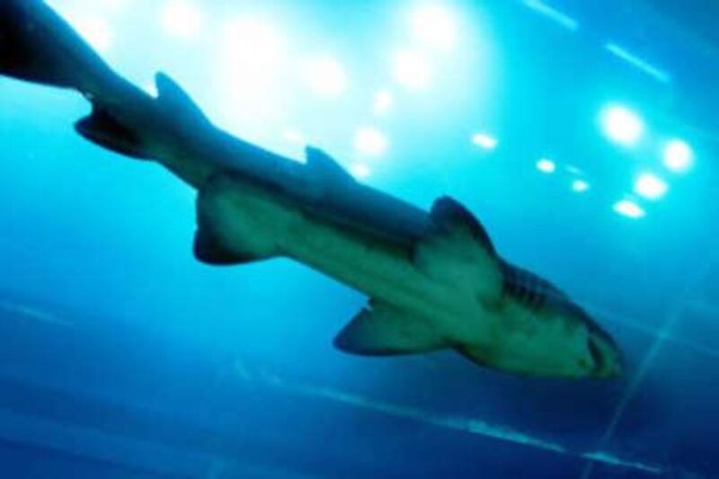 A sand tiger shark swims in its new home in the Dubai Aquarium.