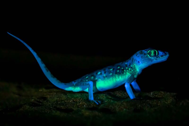 The female under UV light and dim visible light, neon-green markings clearly visible. Photo: Ahmed Al Busaidi