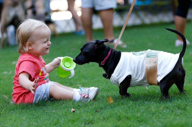 Stella Jones, a 17-month old Atlanta resident, plays with Kira, a dog dressed as a Starbucks coffee cup, at Doggy Con in Woodruff Park, Saturday, Aug. 17, 2019, in Atlanta. Kira's owner Tali Higgins dressed like a Starbucks barista. "I like coffee and my dogs are super sweet, so I thought it was a good fit," Higgins said. (AP Photo/Andrea Smith)
