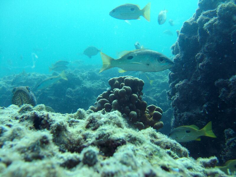 The coral reefs of Al Yasat Marine Protected Area
