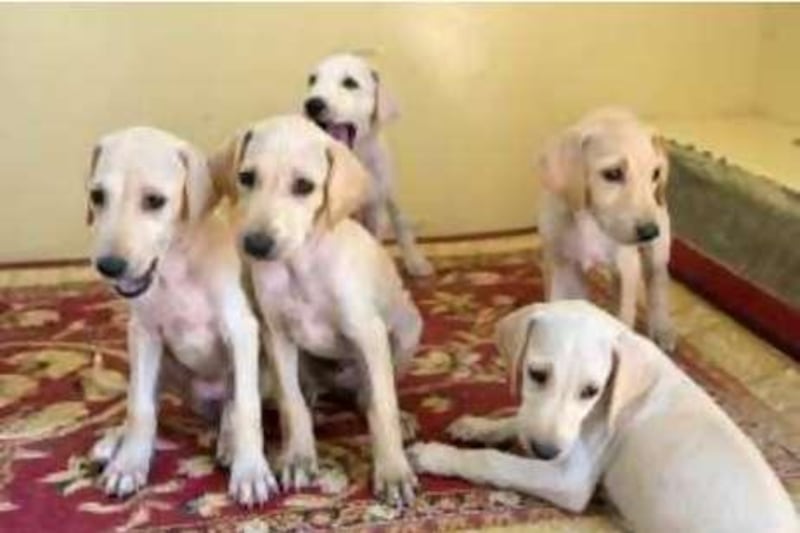 United Arab Emmirates - Abu Dhabi - Aug 28 - 2008 :  Nine weeks old  saluki dog puppyes at the Arabian Saluki Center in Abu Dhabi. ( Jaime Puebla / The National ) *** Local Caption ***  JP102 - SALUKI DOG.jpg
