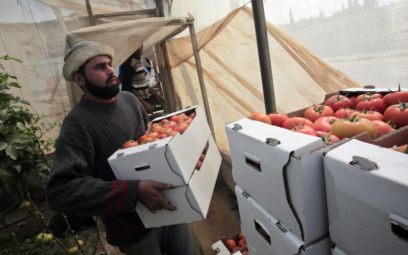 A Palestinian farmer carries boxes of tomatoes from a greenhouse before they are exported to Israel. Khalil Hamra / AP Photo