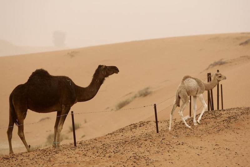 The findings among camels in Abu Dhabi farms suggest that farms could participate in the spread of Mers. Ryan Carter / The National