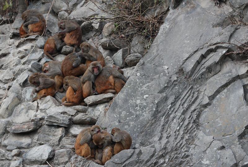 Monkeys huddle to keep warm at Swayambhunath Stupa in Kathmandu, Nepal. AP Photo