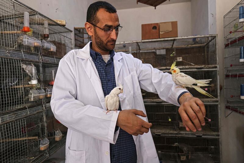 Large parakeets perch on the arms of Mohamed Al Khaldi at a pet shop in Rafah. AFP