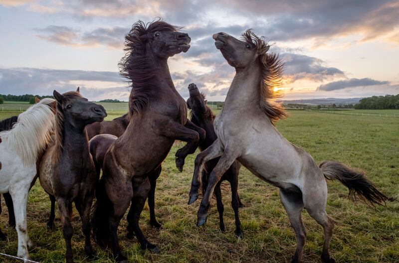 Icelandic horses play in a meadow in Wehrheim near Frankfurt, Germany, as the sun rises. AP