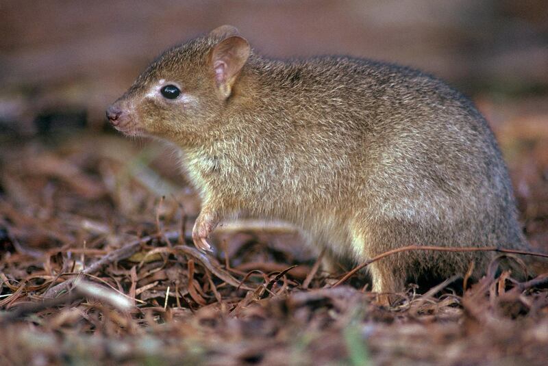 Woylie or brush-tailed bettong (Bettongia penicillata). Getty Images