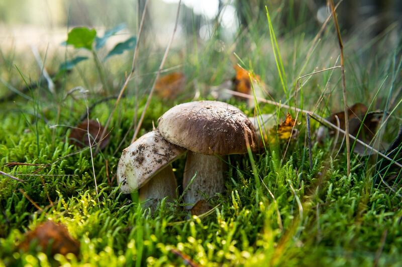 epa06218056 Boletus (Boletus edulis) in the Bydgoszcz Primeval Forest, Poland, 21 September 2017. This year is exceptionally rich mushrooms spread in Polish forests.  EPA/TYTUS ZMIJEWSKI POLAND OUT