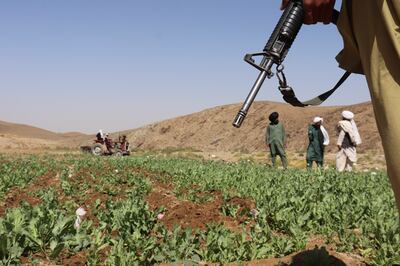 Taliban eradicate a poppy field in Washir, Helmand province last year. AP Photo