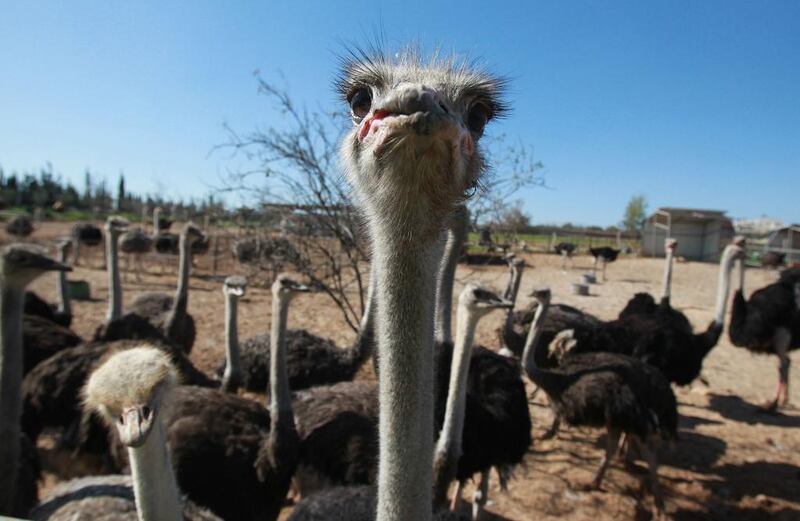 Ostrich farms are the latest Palestinian attempt to spark an economic revolution in the Occupied West Bank. Musa Al Shaer / AFP 



