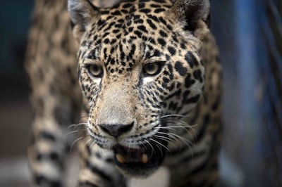 The jaguar saw an estimated 20 to 25 per cent drop in its numbers in the two decades up to 2016. EPA