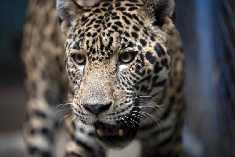 The jaguar saw an estimated 20 to 25 per cent drop in numbers in the two decades or so up to its most recent assessment in 2016. EPA