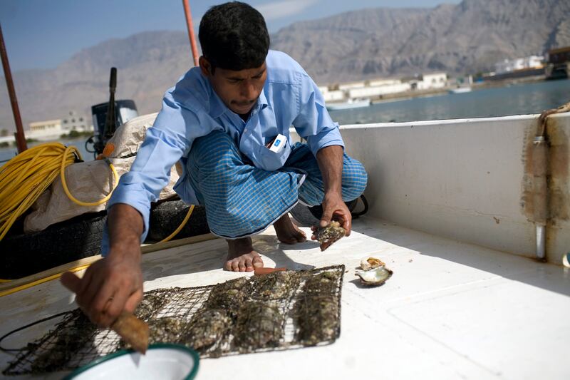 Ras al-Khaimah, UAE - February 9, 2009 -A worker breaks open a shell fish during a tour of a pearl cultivation farm run by Japan Pearl Cultivation and Trading Company, one of the only pearl cultivation farms in UAE. (Nicole Hill / The National)**** Note to Editor***These photos are set up by company, would not allow photos of working farm - Business, Writer Armina Ligaya *** Local Caption ***  NH Pearl05.jpgNH Pearl05.jpg