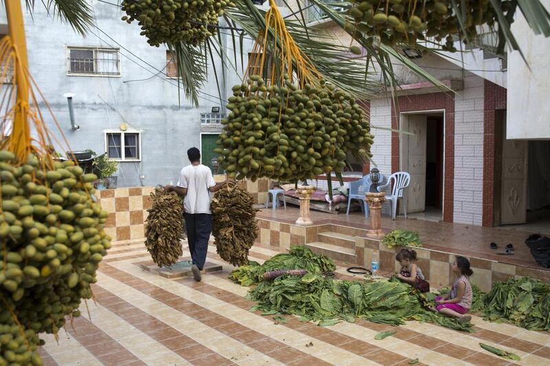 A member of the Atatarah family carries tobacco leaves to be dried in a shed in the courtyard.