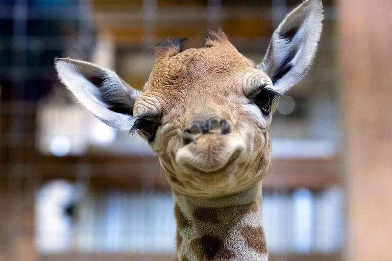 One-day-old baby giraffe Gus looks at the camera at Noah’s Ark farm on May 12, 2017, in Bristol, England. In the wild, populations of giraffes in continuing decline, with 97,500 estimated in Africa in 2015. Since 1985 the total giraffe population has fallen by 35%. New arrival Gus joins brothers George, 4 and Geoffrey, 2. Matt Cardy / Getty Images